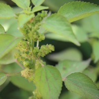 Acalypha ciliata Forssk.